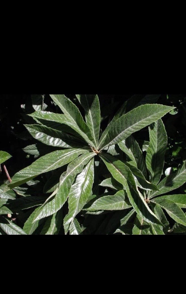 100+ Loquats Leaves Fresh Picked Organic Home Grown
