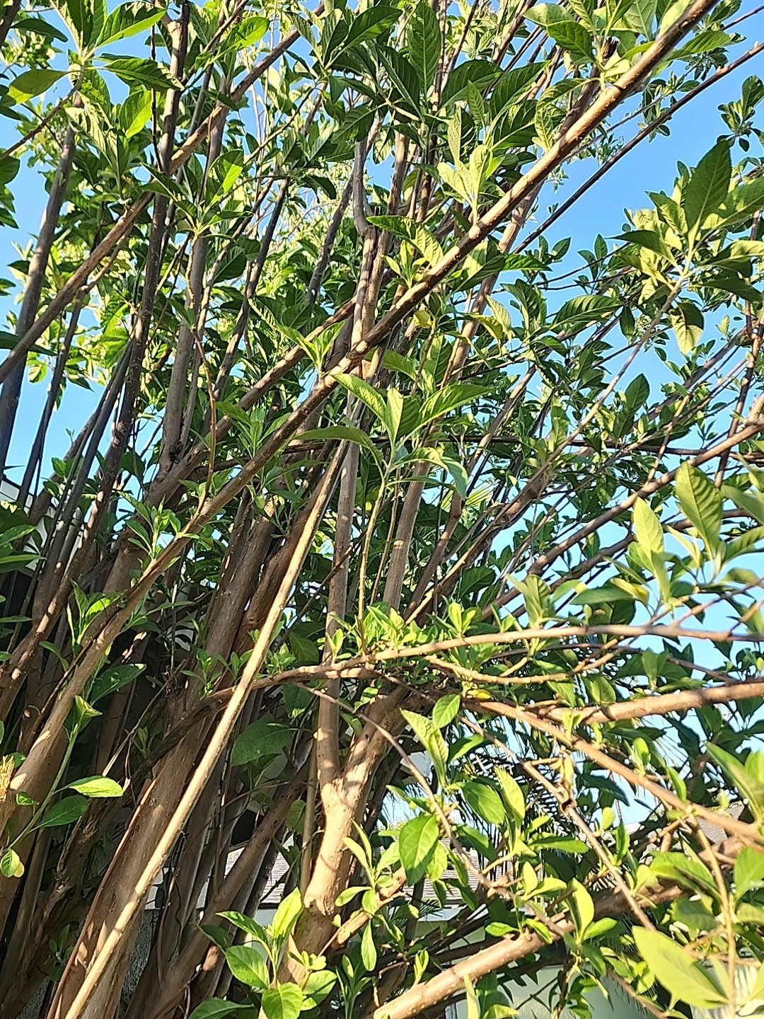 Freshly picked Bitter Leaf, Ewuro, Onugbu, Katu Vernonia amygdalina For Soup