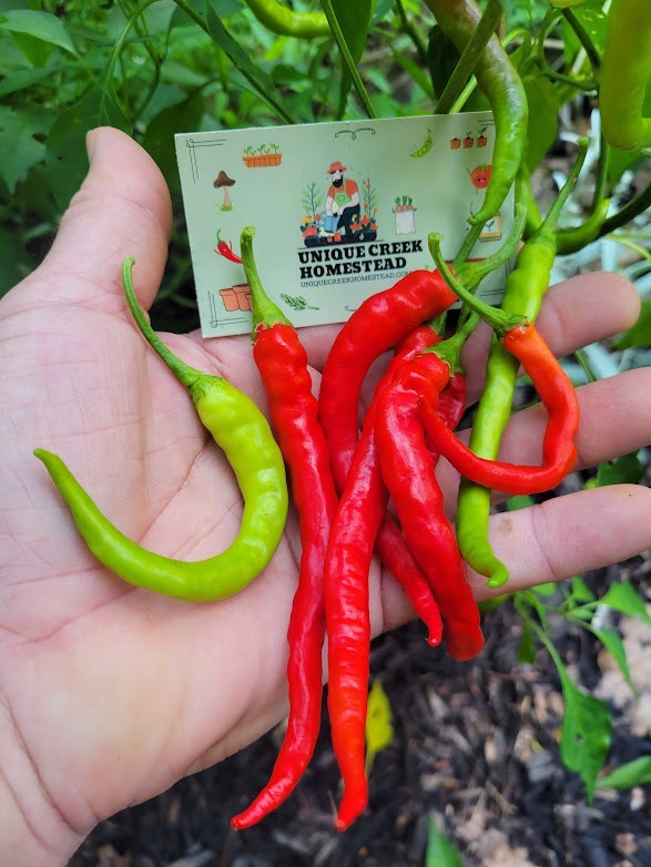Seasoning Dried Pepper Flakes HOT Indian Jwala Red Spicy Chili Pepper Crushed