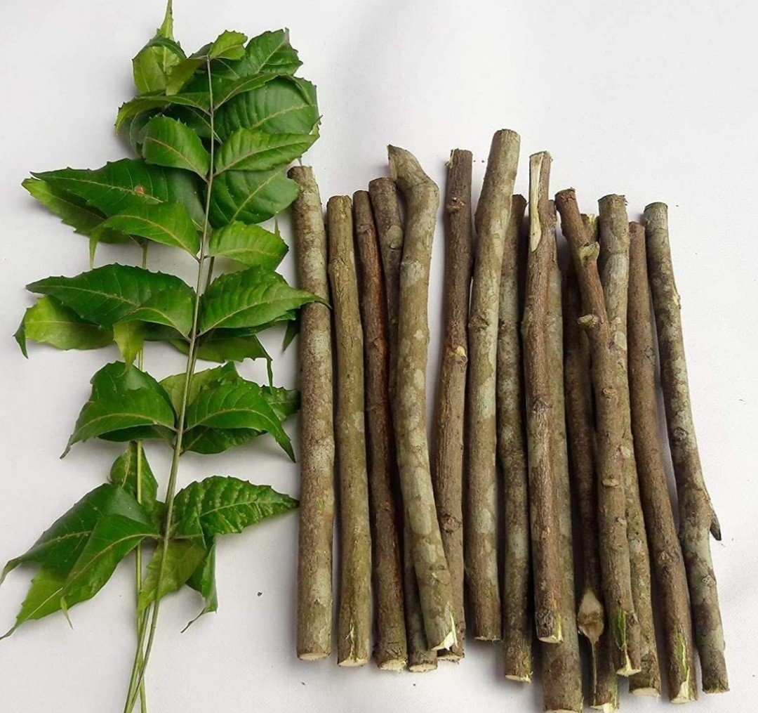 10 pc- 100 pc Neem Sticks Azadirachta Indica Sticks DATUN for Teeth and Gums, Or
