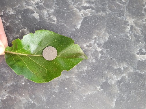 15 Organic Avocado Leaves Freshly Picked Before Shipping from our Florida Garden