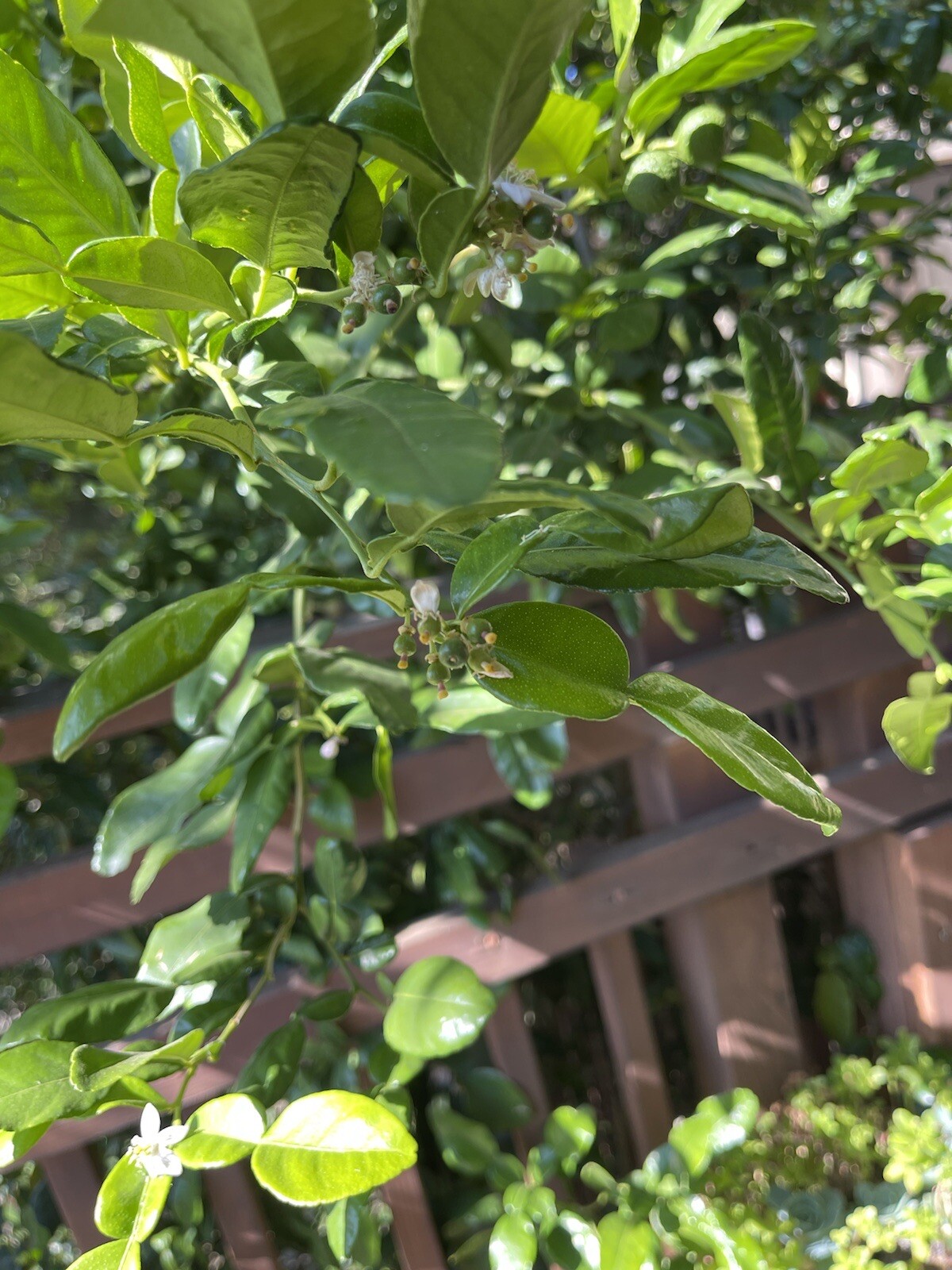 Organic Fresh Makkrut Thai Lime Leaves