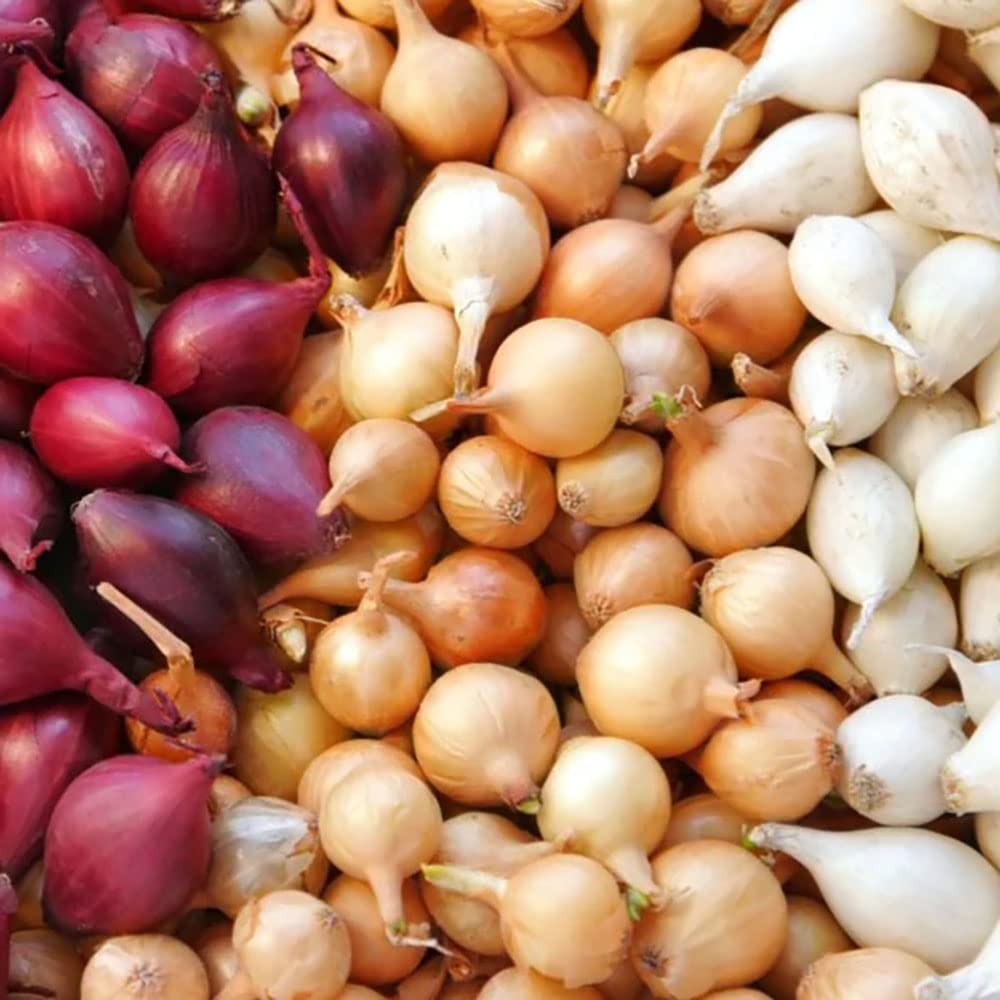 Onion Starter Set – Yellow, White & Red – Grow Green Table & Dry Onions – 10lbs