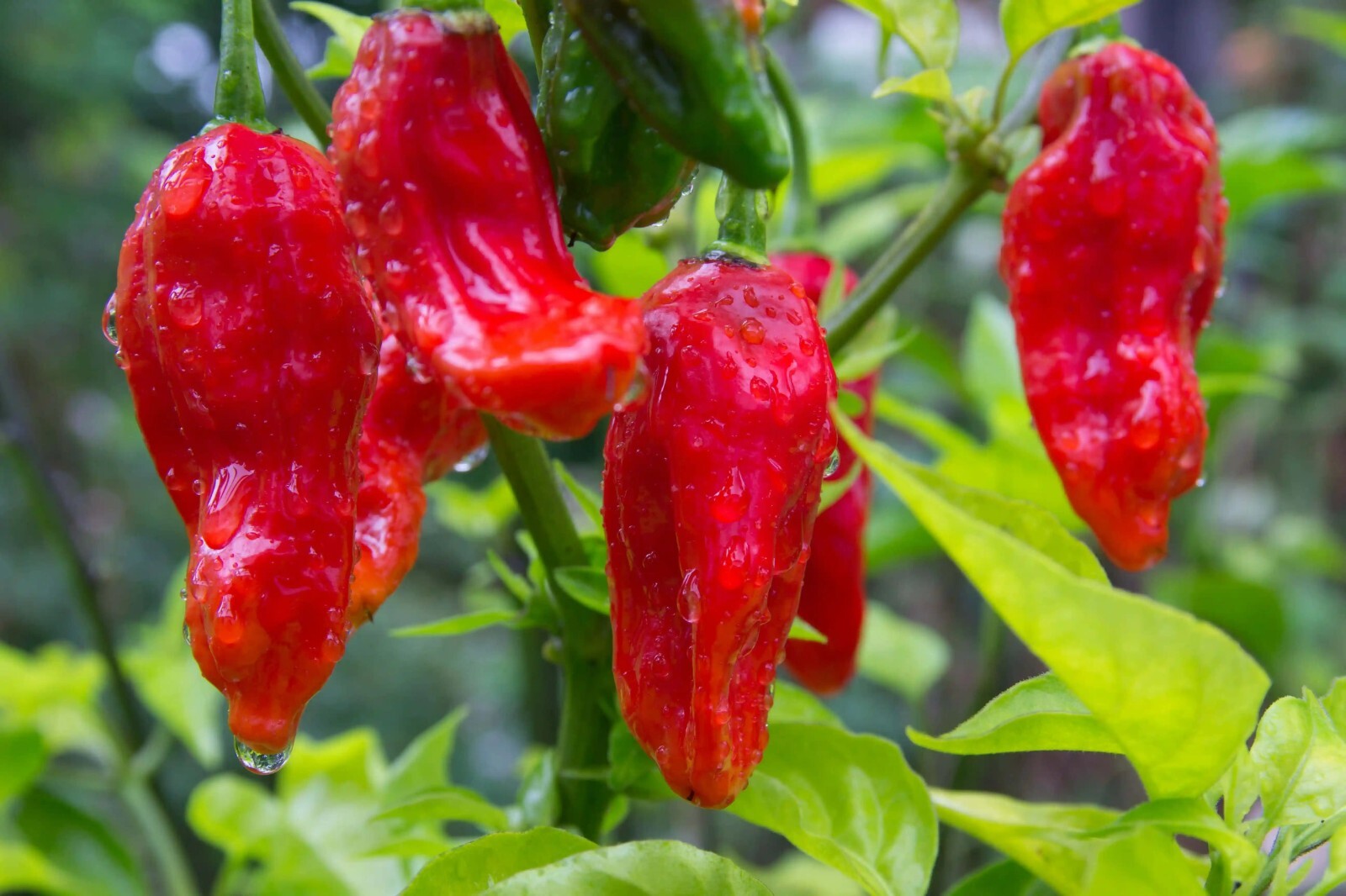 Dried Ghost Peppers, Bhut Jolokia Chili Peppers, Extremely Hot. 0.5 oz and 2 oz.