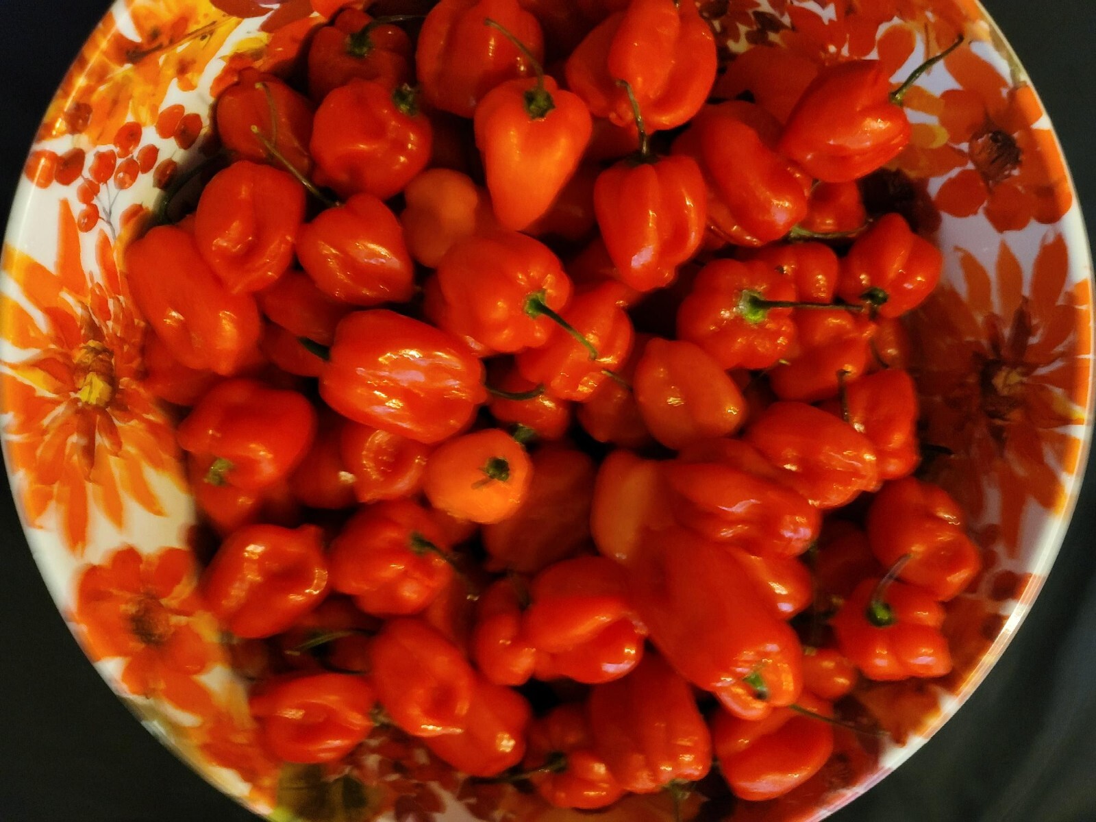 3 Pound Fresh Red Habanero Chili Peppers