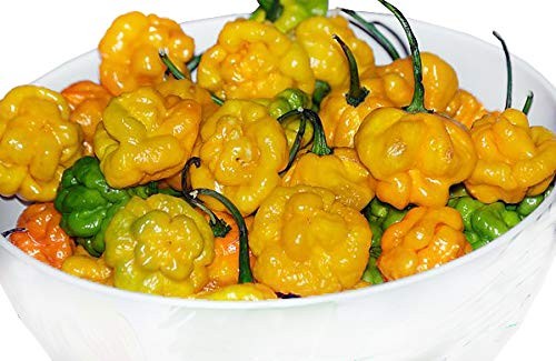 30 Yellow Scotch Bonnet Jamaican Hot Pepper Seeds Heirloom Non-GMO
