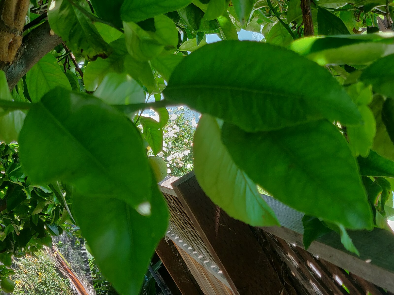 100 HOJAS DE LIMON ORGANICAS FRESCAS 100 FRESH ORGANIC LEMON LEAVES
