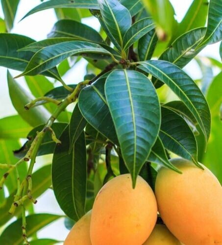 100% organic dried mango leaves