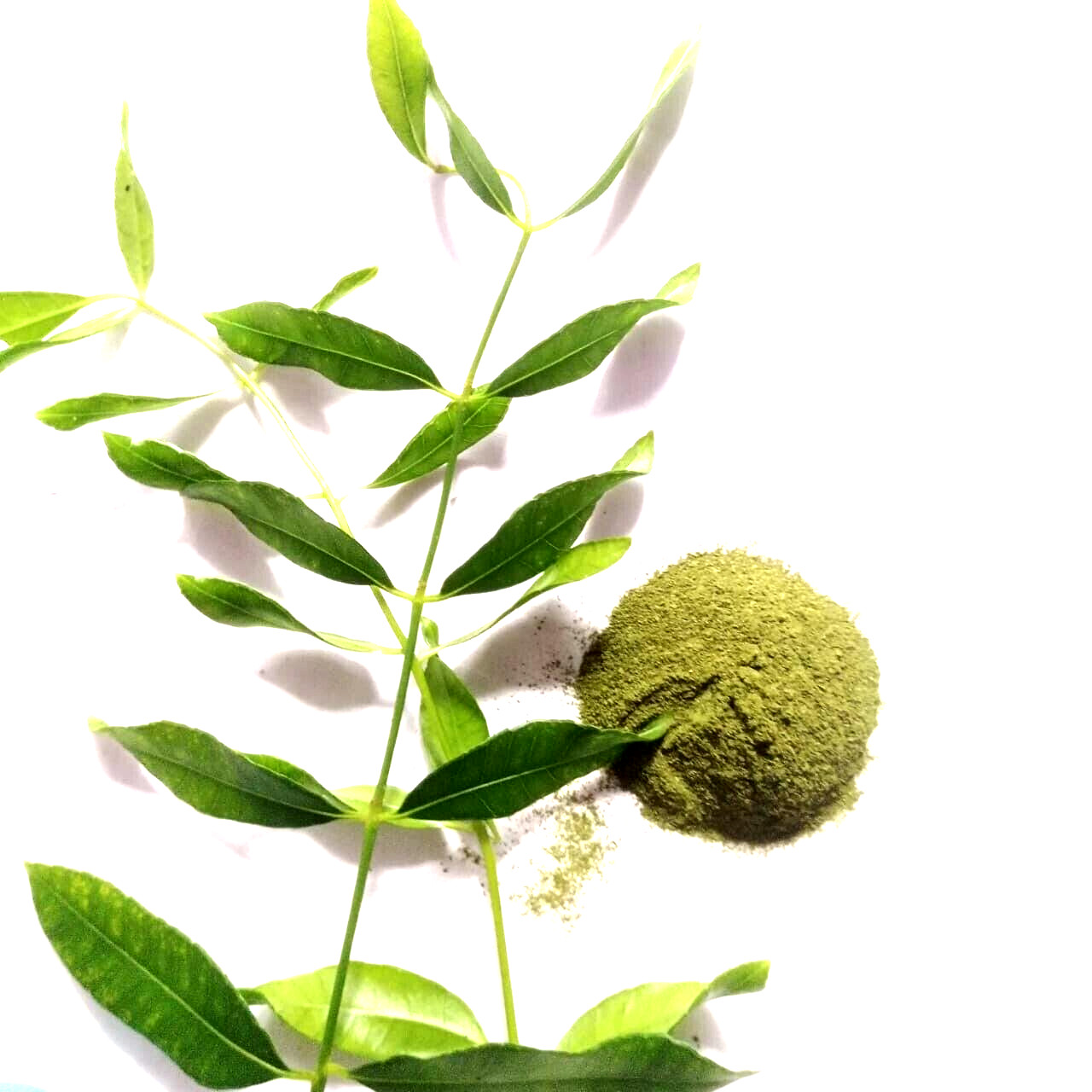 Dried Natural June Plum Leaf Powder Dulcis Leaves Ambarella Herbal Drink 25g