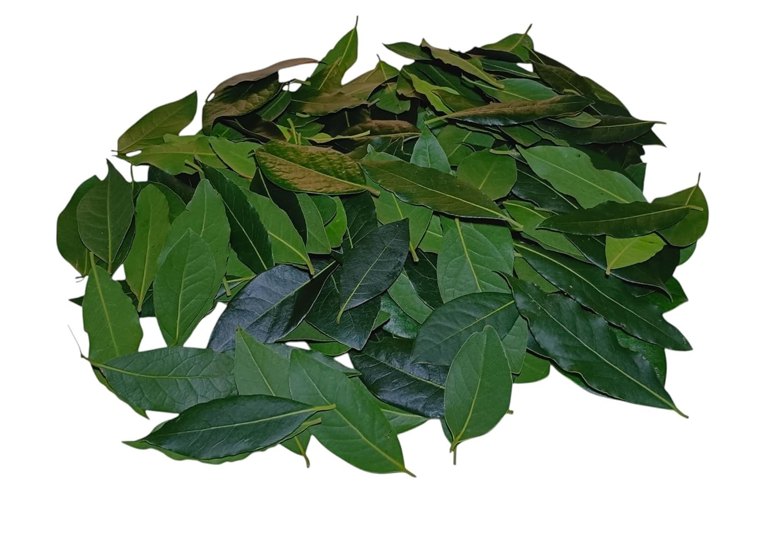 100 Fresh Bay Leaves – Picked Day It Ships, Laurus Nobilis, Green Mediterranean