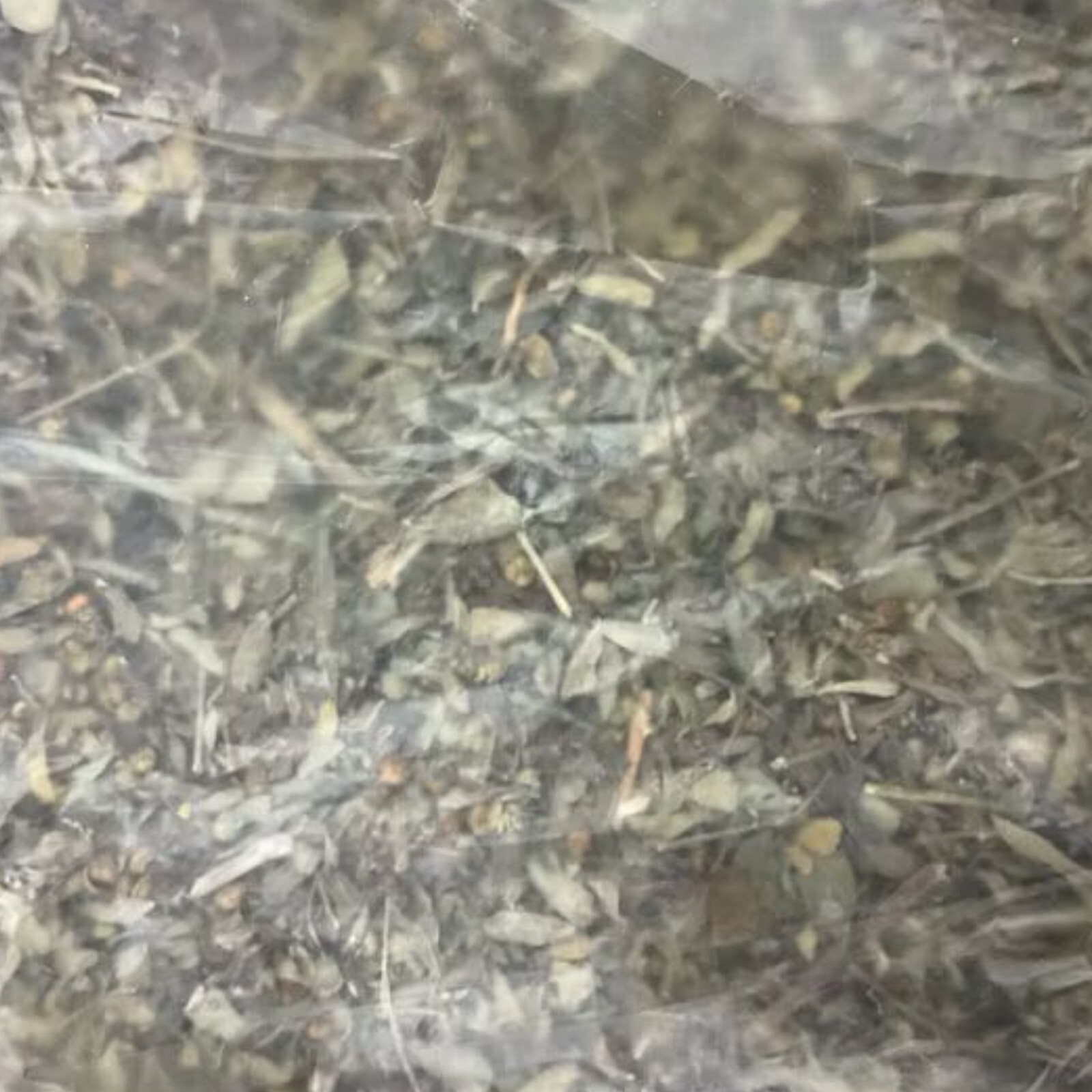 Wildcrafted Stonebreaker Herb – Phyllanthus Niruri – 500g Dried Whole Plant