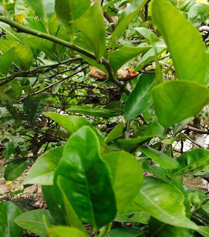 Dried Lemon Leaves 100% Pure Natural Organic Ceylon Herbal Fresh Healthy