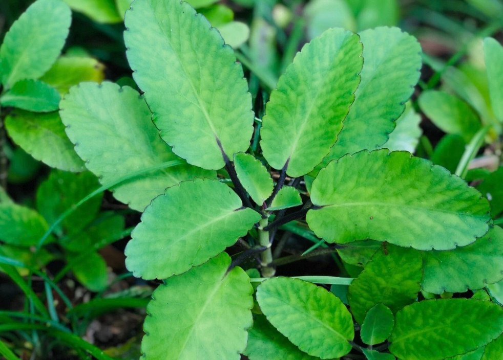 Fresh For Planting Leaves- FLORIDA Miracle Leaf (Bryophyllum pinnatum)