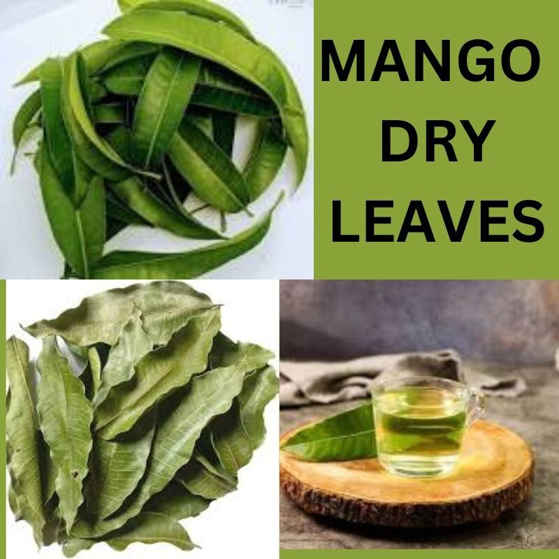 Mango Dry Leaves 50+ Organic Natural Leaf Sri Lanka Dried herbal Ceylon