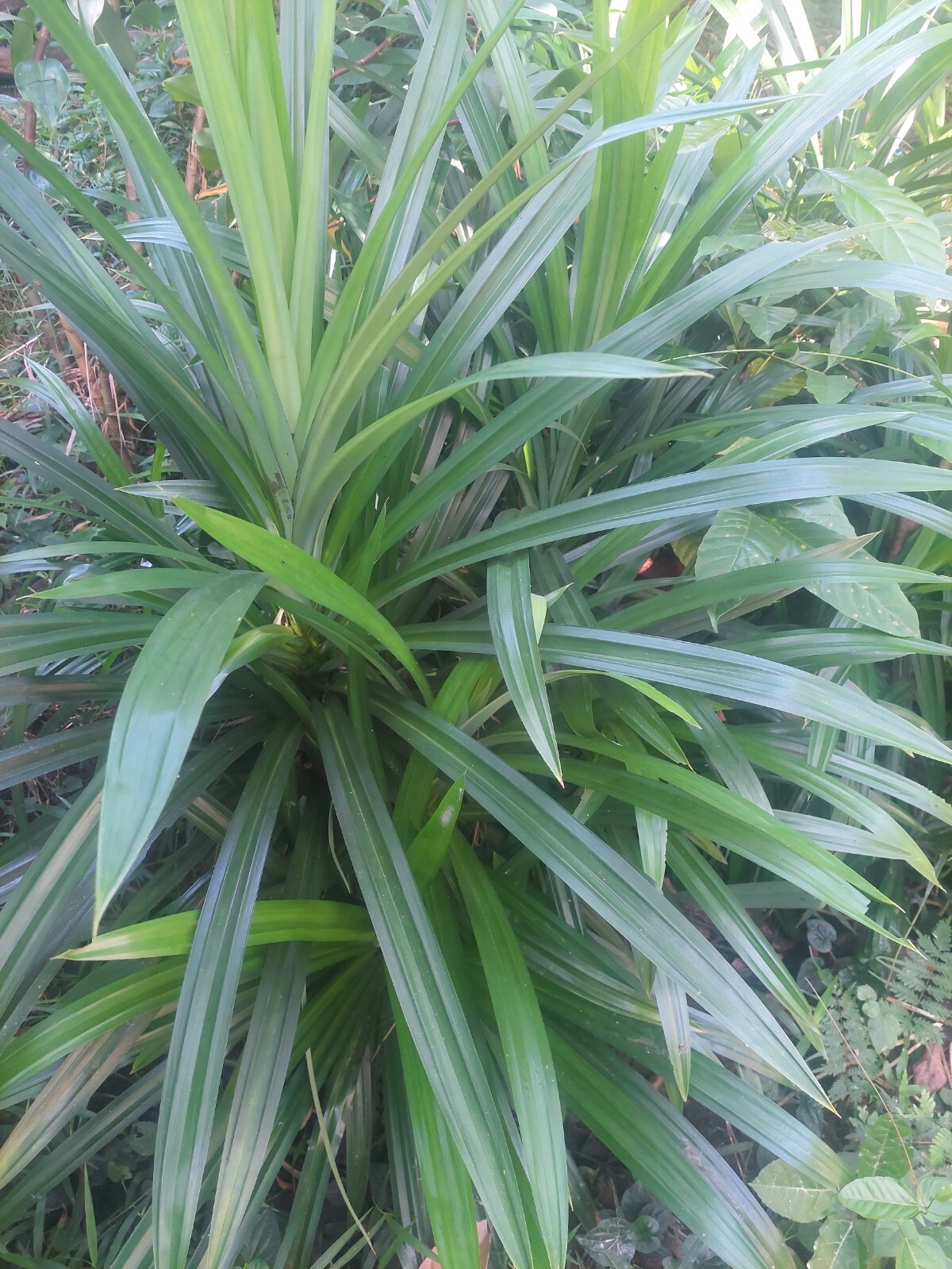 sri lanka tropical Sun dried organic pandan leaves