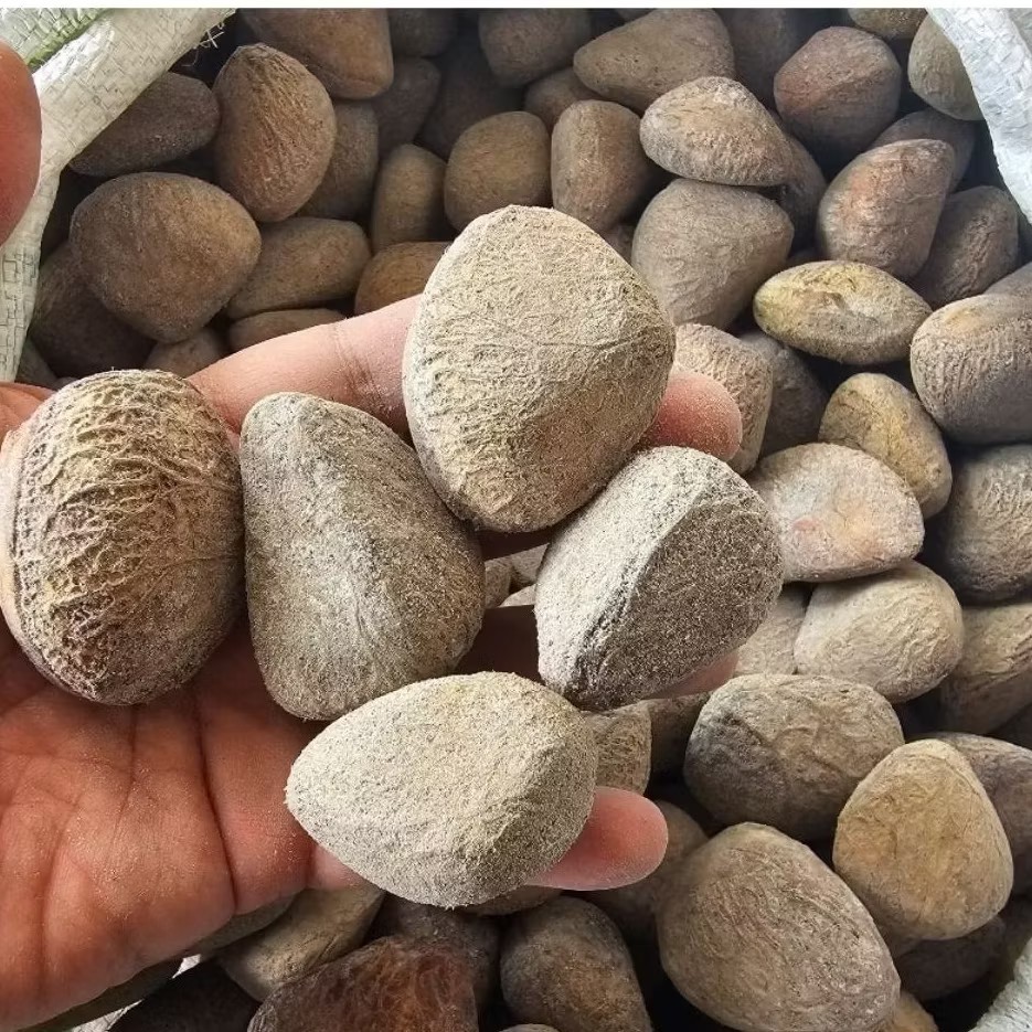 Organic Indonesian Keluak Nuts (Kluwek) – Black Nut for Rawon Soup 100 g/3.5 oz