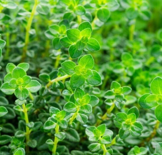 Premiun Palestinian Thyme Mixture 250 Gram