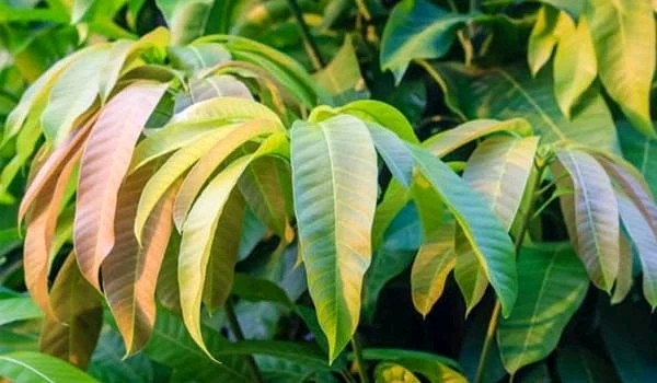 Premium Mango Leaves.For Mango Leaf Tea, Hojas De Mango Herbal Tea 2.6oz