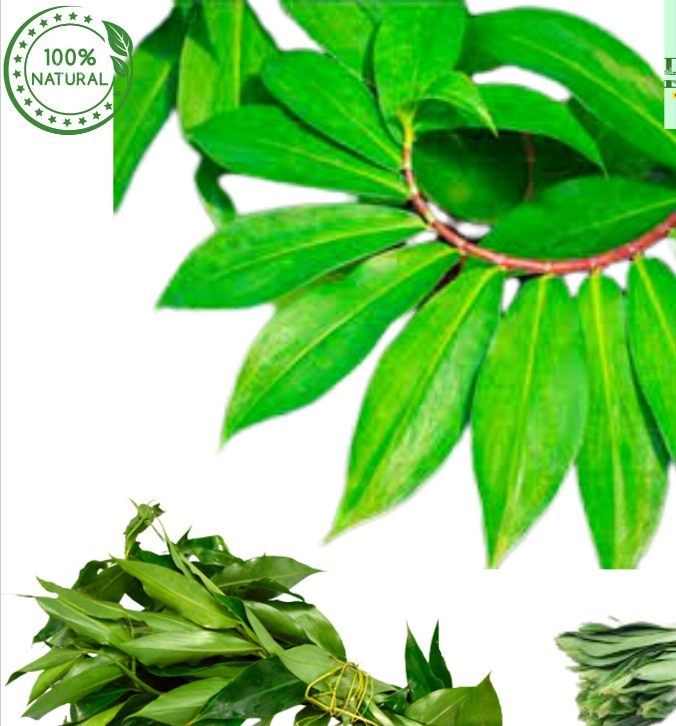 Insulin Canereed/Costus/Thebu Dried Leaves 100% Ceylon Organic -Diabetic Patient