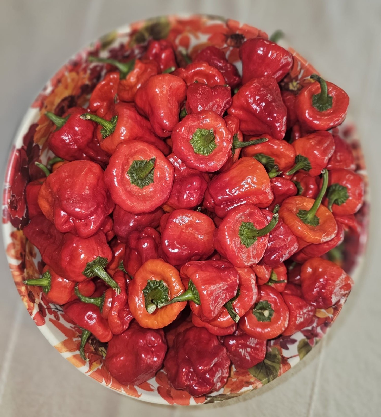 3 Pound Fresh Red Scotch Bonnet Peppers