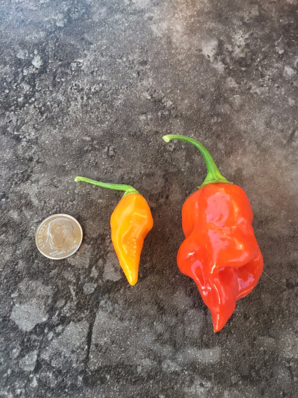 Organic Datil-Habanero Hybrid Heirloom Dried Hot Chili Pepper Florida Seed Pods