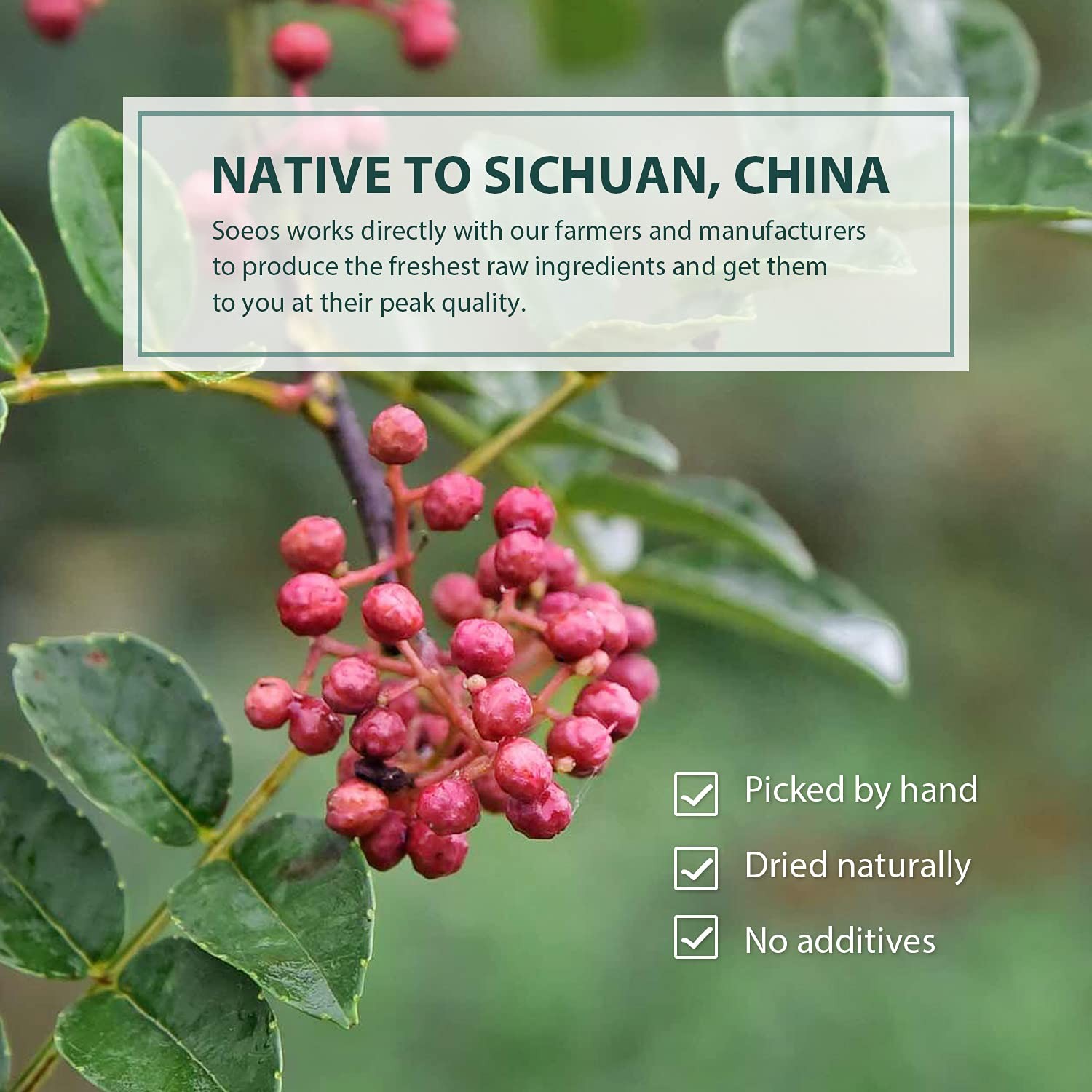 Sichuan Peppercorns, 8oz(227g), Authentic Szechuan Red Peppercorn, Numbing and T