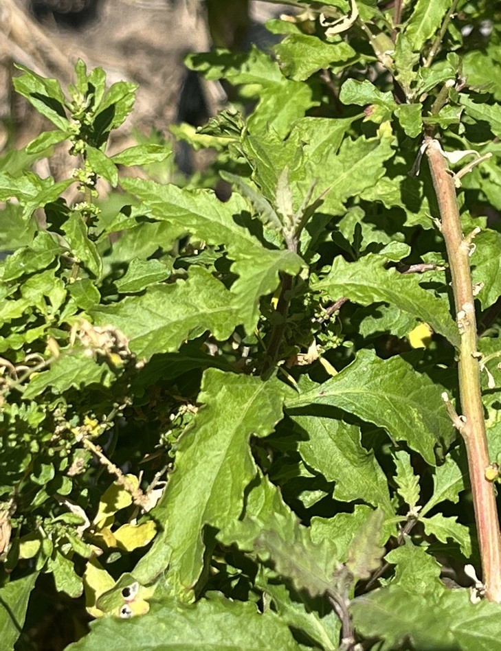 Epazote Leaves Mexican Epazote Leaves Item Weight 1 Oz