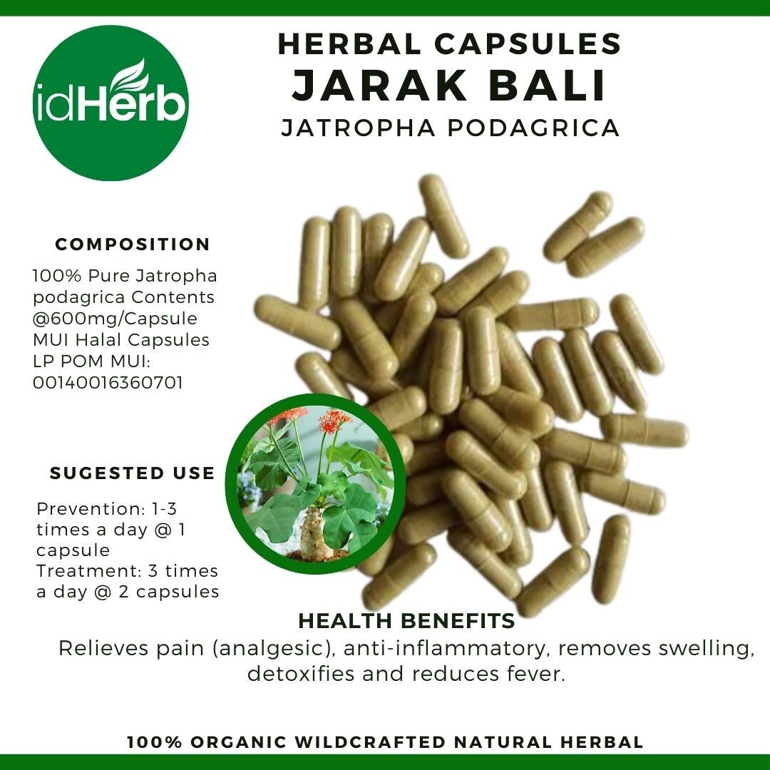 Capsules Jatropha Podagrica Jarak Bali Natural herbal Organic 100% Herbs