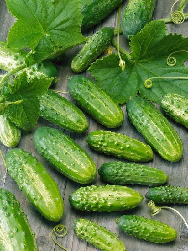 Masha F1 Cucumber Seeds – Early Hybrid Parthenocarpic 10 seeds