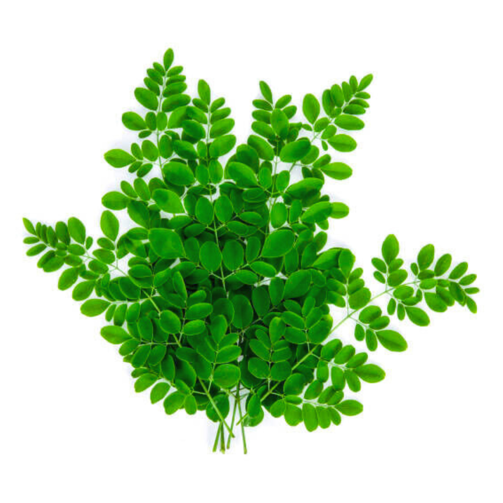 Moringa Powder Oleifera Leave Organic Dried natural Ceylon Spices Free Shipping