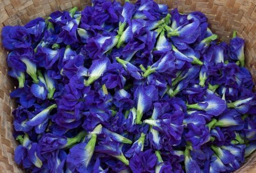 Blue Butterfly Pea Flowers Organic Pure Clitoria Ternatea Healthy Natural Drink