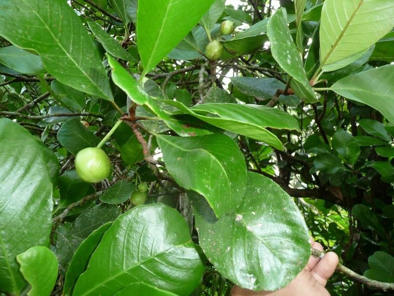 Dried Herbs for Hair Dillenia Retusa Fruit Godapara Natural Non-GMO 3.5-26.5oz