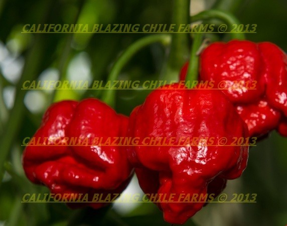 1 oz. Organic Trinidad Scorpion Powder-Extemely Hot Pepper! Insanely HOT!!!!