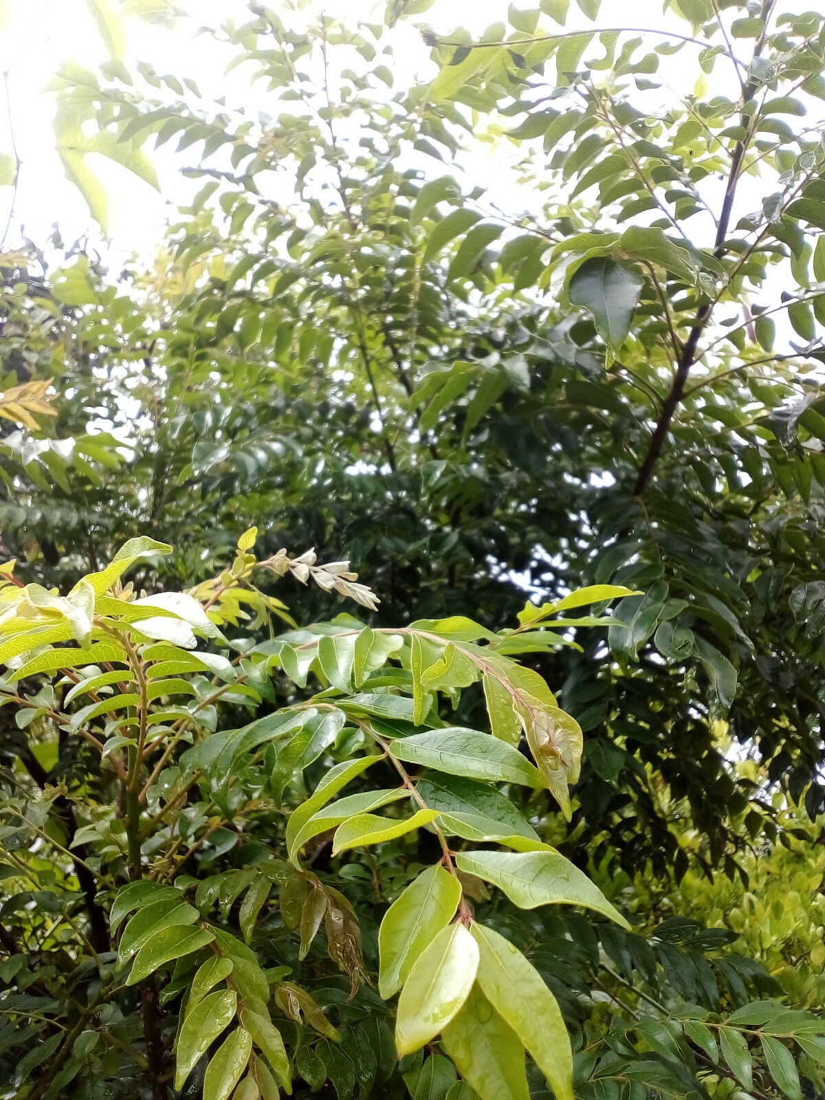 Fresh Curry Leaves Dried leaf Natural pure Organic Premium quality free shiping