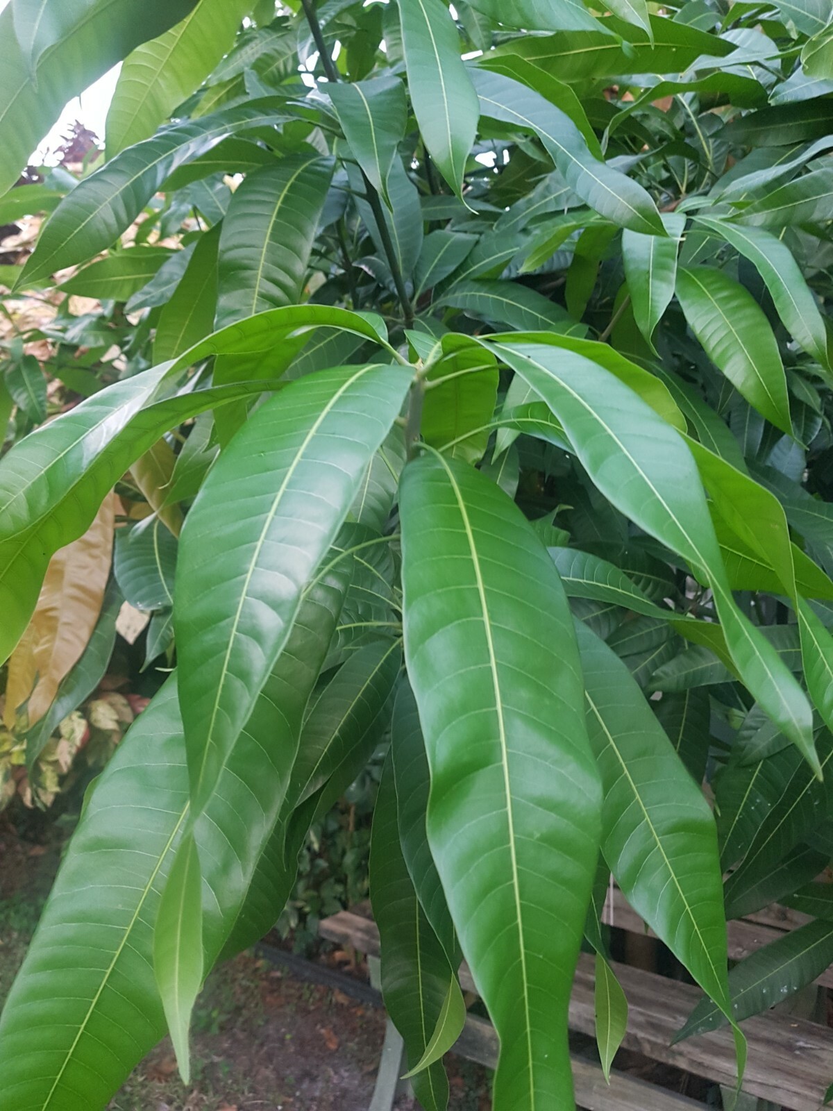 Fresh Mango Leaves Organic All Natural 20 Leaves