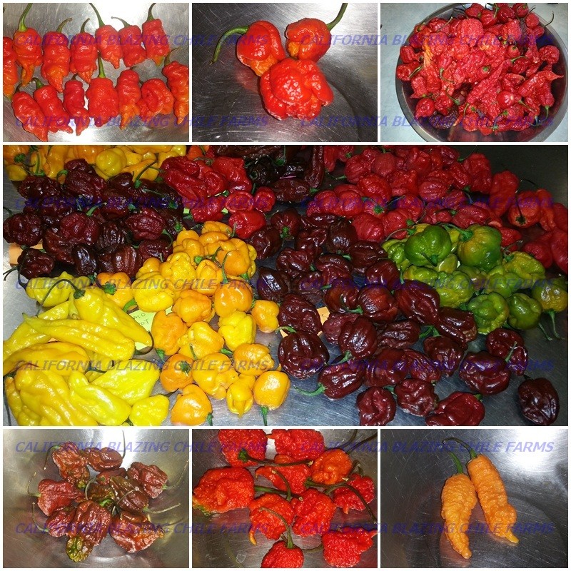 Organic Trinidad Scorpion Pepper-BBQ sauce-10.5oz. NUCLEAR HOT! SUPER Hot BBQ!