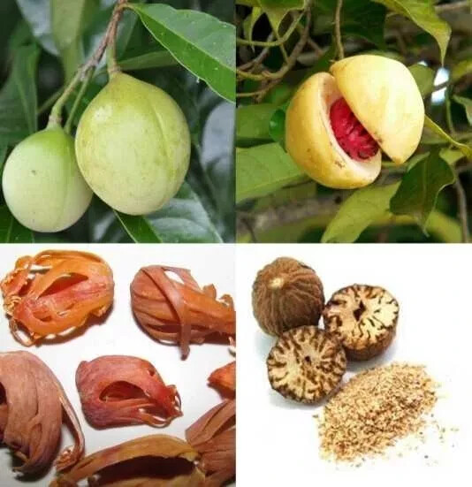 NUTMEG WITH SHELL-Grade-A-Quality-Herbs-Spices- 100G From sri lanka free shiping