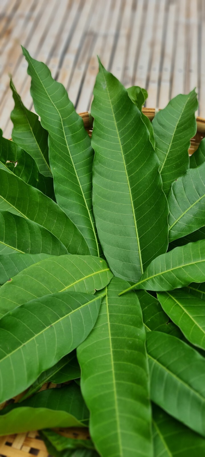 Dried Mango Leaves 100% Organic Picked (100+) No pesticides ever used