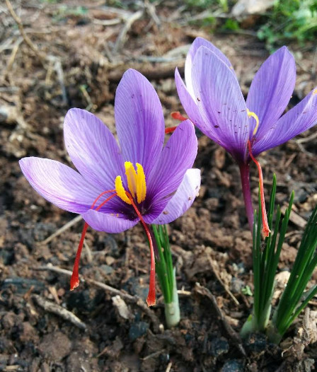 100% Pure & Natural SPANISH SAFFRON * SAFRAN ESPAGNOL * AZAFRÁN * SIERRA QUALITY