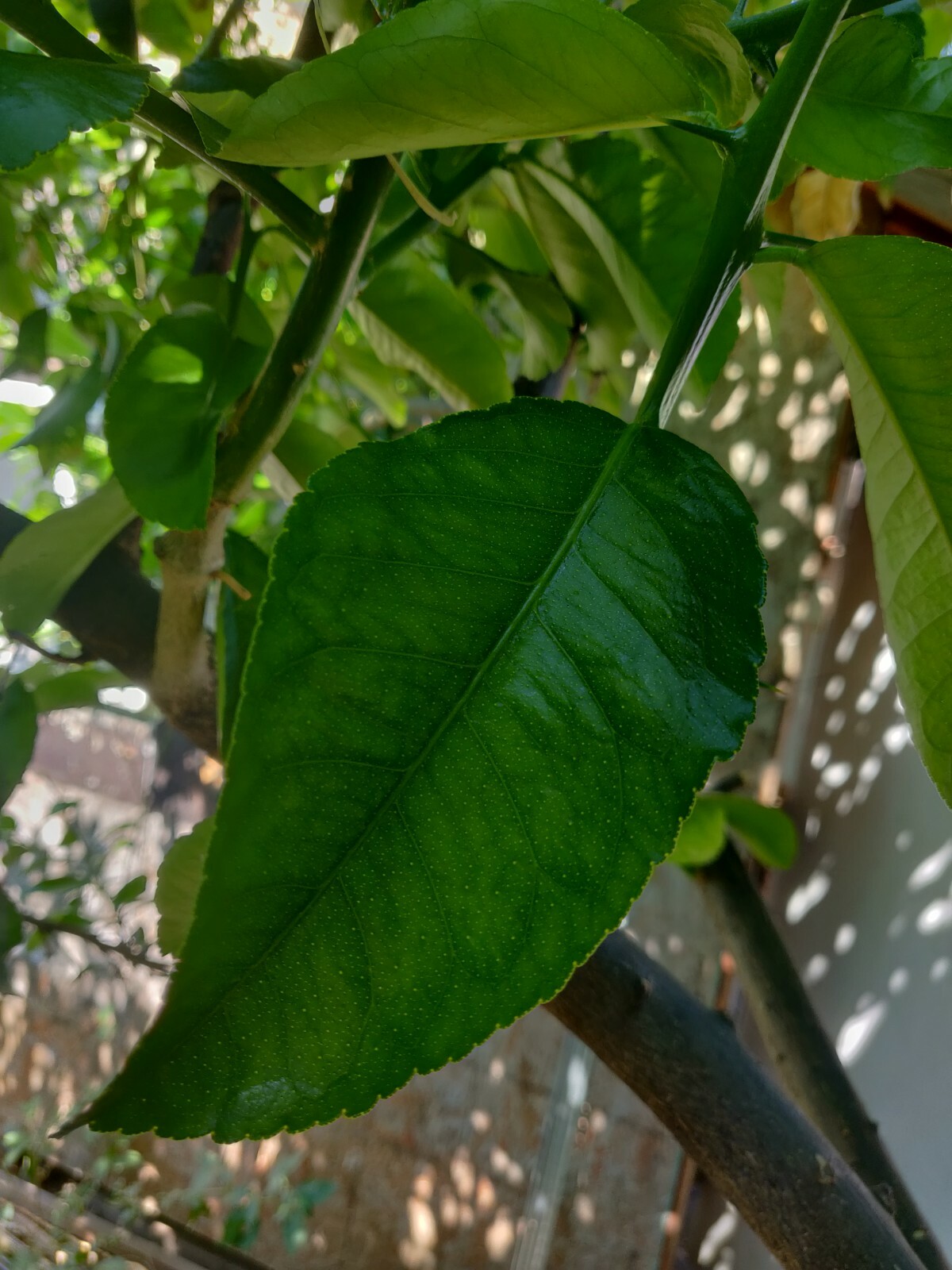 100 HOJAS DE LIMON ORGANICAS FRESCAS 100 FRESH ORGANIC LEMON LEAVES