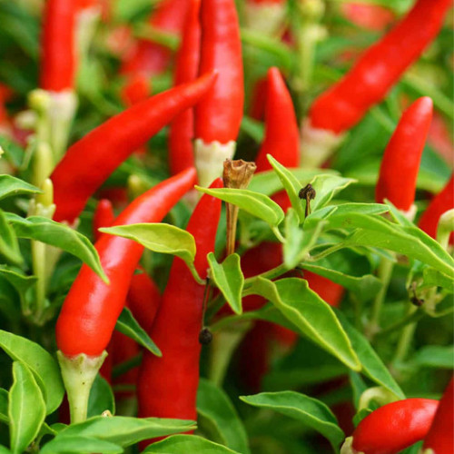 Wijaya Chilli Pieces 100% Organic Pure Dried Best Quality Natural Spices