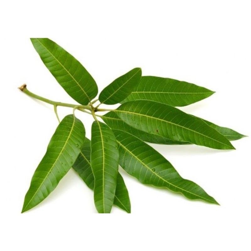 Bubuk Daun Mangga 1000g Pure Botanical Ingredient aroma ritual