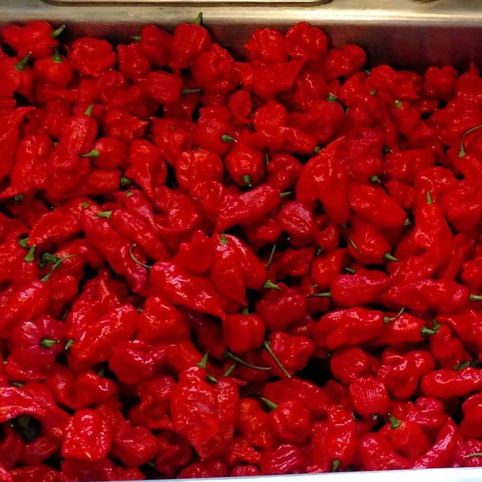 FRED HOT Jeapers Reapers Carolina Reaper Hot Sauce Former Worlds Hottest Pepper