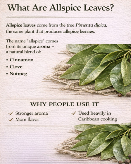 Allspice Leaves Organic 100g Whole Pimento Leaves Bay Leaf Alternative Florida