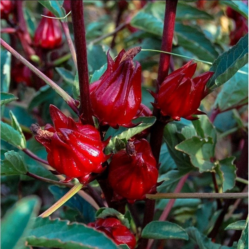 Roselle Seeds Bulk 1000g Hibiscus Sabdariffa Planting Seed natural organic