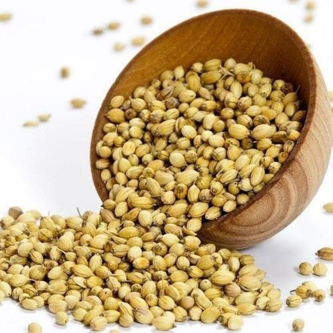 Coriander /Dhana One of the Indian Masala/spices that make your Food tastier