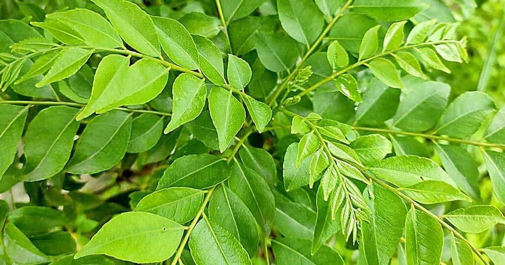 Organic Curry Leaves/ leaf Natural pure Premium quality 3KG