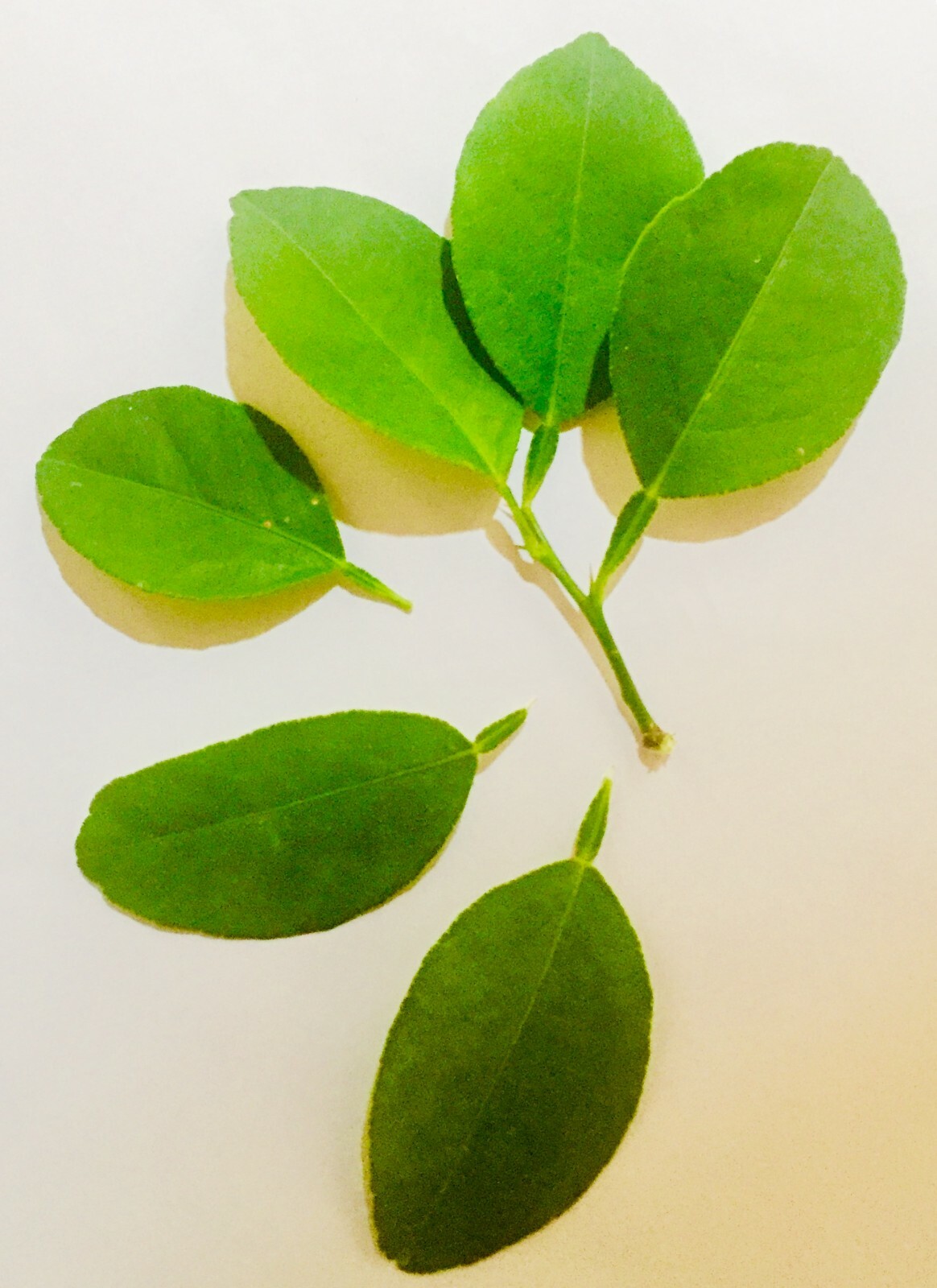 ORGANIC,HOME GROWN, 100 LIME LEAVES SUN DRIED,WORLD WIDE FREE SHIPPING.