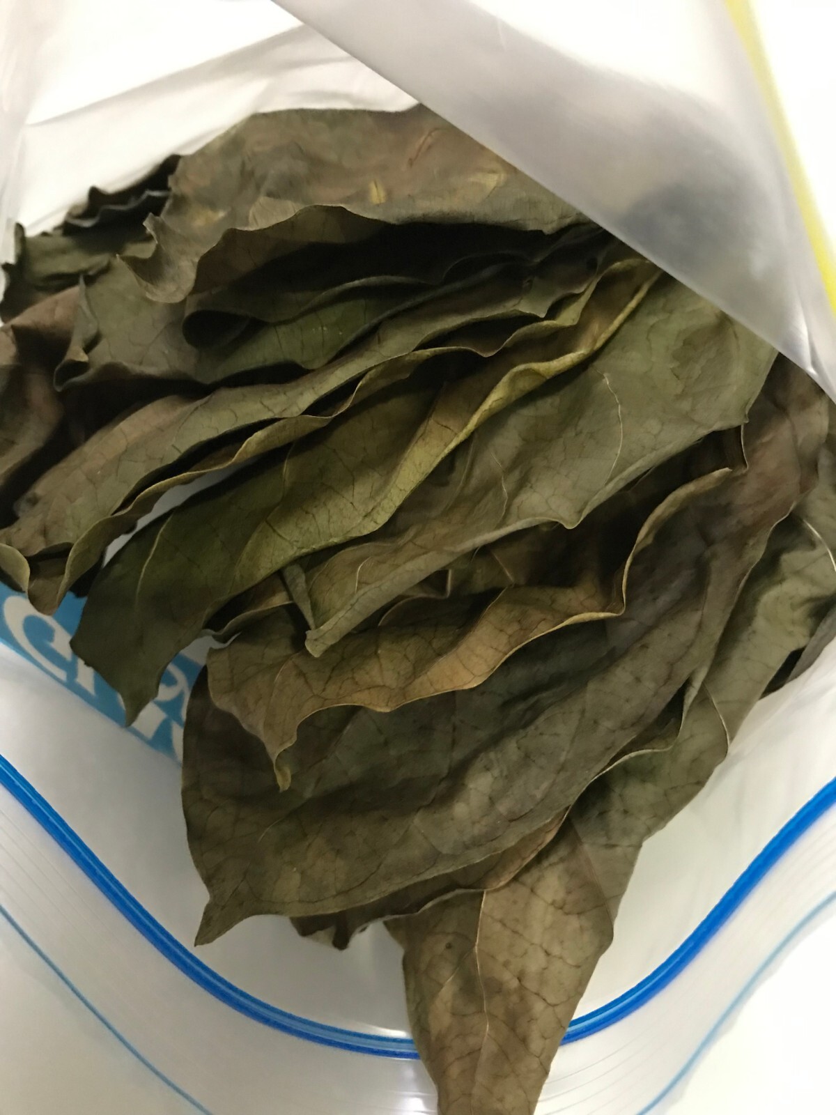 50pcsDry Noni leaves herbal tea 100% organic healthy drink (morinda citrifolia)