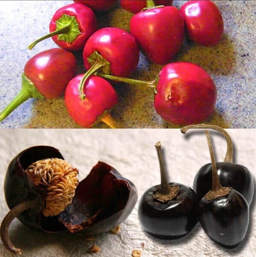 1 Pound / Dried Cascabel Chilis / Pepper / Mild / Mexican